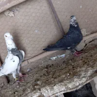 کبوتر ذاغ سر سفید و سوسکی سینه مشهدی