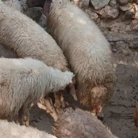 شک سنجابی اصیل|حیوانات مزرعه|سیروان, |دیوار