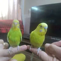 جفت مرغ عشق کاملا رام