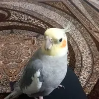 یک عروس هلندی نر سخنگو گم شده