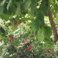 خونه حیاط دار برای اجاره