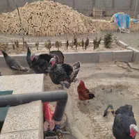 بوقلمون محلی