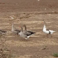 غاز|حیوانات مزرعه|اردبیل, |دیوار