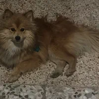 واگذار سگ پامر 12تومن