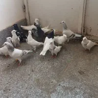 کبوتر طوقی و المانی|پرنده|مشهد, طبرسی شمالی|دیوار