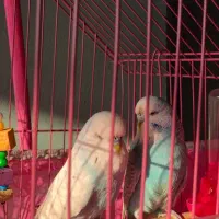 اینگیلیسی سلامت کامل