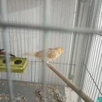 قناری ماده|پرنده|کرمان, |دیوار