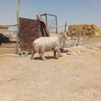 بره کوهه ترکی یک ساله و نیم|حیوانات مزرعه|مرودشت, مسکن مهرگان|دیوار