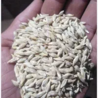 جو محلی دیم