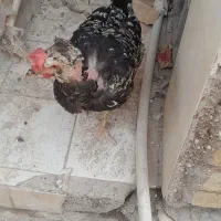 2 عدد|حیوانات مزرعه|اهواز, کوی مهدیس|دیوار