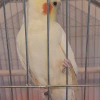 عروس هلندی سالم و سرحال