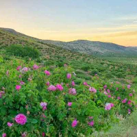 درخت گل محمدی با ریشه پر چند ساله