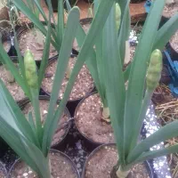 گل نرگس گلدانی غنچه دارتحویل درب منزل