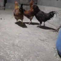 تعدادی مرغ خروس محلی