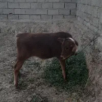 گاو گوساله|حیوانات مزرعه|بم, |دیوار