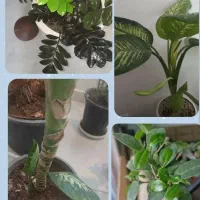 بررسی ،چکاپ تعویض خاک،کوددهی،حضوری گل وگیاه|گل و گیاه طبیعی|بیرجند, |دیوار