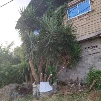 پالم واشنگتن جعبه ۴۰|گل و گیاه طبیعی|املش, |دیوار