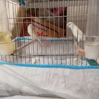 3 عددقناری موزائیکی