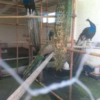 فروش طاووس