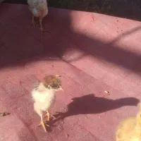 جوجه محلی رنگی و اردک|حیوانات مزرعه|منوجان, |دیوار