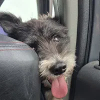 واگذار سگ تریر