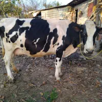 گاو هلشتین شیری  آمریکایی|حیوانات مزرعه|شاندرمن, |دیوار