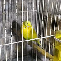 مرغ عشق انگلیسی گریدaو کوتوله مارال|پرنده|تهران, لویزان|دیوار