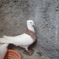 طوقی