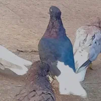 کبوتر|پرنده|اهواز, پردیس|دیوار