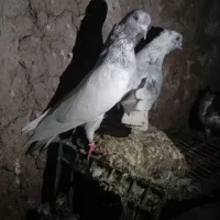 کبوتر