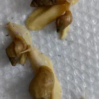 حلزون آچاتنا آلبینو تخم گذار ( غول پیکر ) آفریقایی