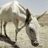 خر ارام مناسب گله