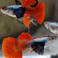 مولی پلاتی گوپی زبرا کالر آنجل  تایگر لاک آکواریوم|ماهی|تهران, امام زاده حسن|دیوار