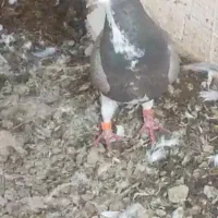 شهری قهوه‌ای ای ماده یقه کیپ