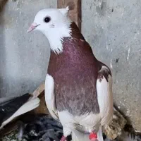 کبوتر دم سفید،طوقی،کله،مسافتی،ساده|پرنده|مشهد, هفده شهریور|دیوار