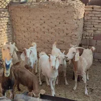 بز و کیسه شیر بافق