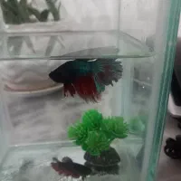 ماهی فایتر|ماهی|الوند, |دیوار