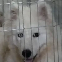 سگ نژاد سامویید .