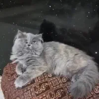 واگزاری گربه بریتیش بلو|گربه|بهبهان, |دیوار