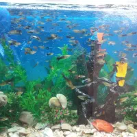 ماهی گوپی|ماهی|پاکدشت, خاتون آباد|دیوار