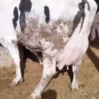 ۴۰ راس گاو صنعتی