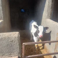 گوساله نر|حیوانات مزرعه|بوئین زهرا, |دیوار