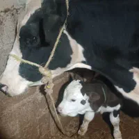 گاو‌سمینتال‌باگوساله|حیوانات مزرعه|بجنورد, |دیوار