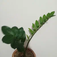 نخل و...|گل مصنوعی|تبریز, |دیوار