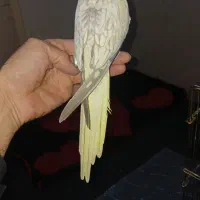 عروس هلندی دستی مرواریدی