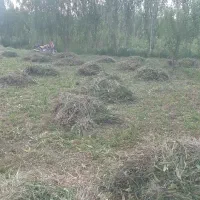فروش یونجه چین اول علف