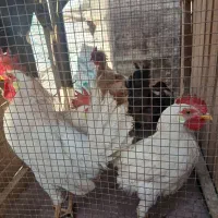 ۵ عدد مرغ خروس