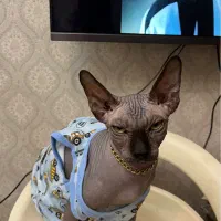 گربه اسفینکس