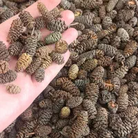 برگ کاتاپا . توسکا و کلاهک بلوط