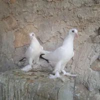 دمبی|پرنده|دهدشت, |دیوار